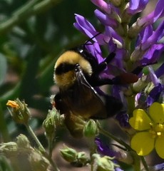 Bombus