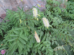 Sanguisorba dodecandra