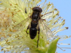 Anasimyia bilinearis