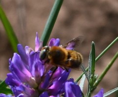 Melitturga mongolica