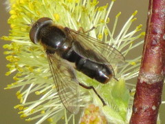 Anasimyia bilinearis