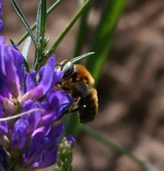 Melitturga mongolica