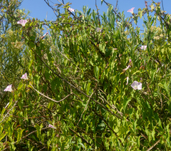 Calystegia sepium