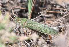Angaracris barabensis