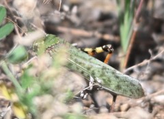 Angaracris barabensis