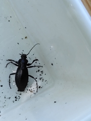 Carabus monilis