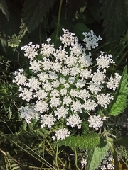 Daucus carota