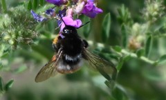 Bombus pyrosoma