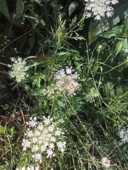 Daucus carota