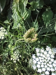 Daucus carota