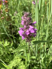 Stachys palustris