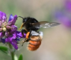 Bombus pyrosoma
