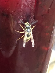 Vespula vulgaris