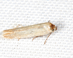 Calosima dianella