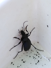 Carabus monilis