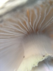 Amanita