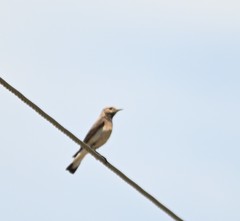 Oenanthe isabellina