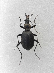 Cychrus italicus