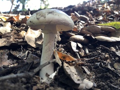 Amanita