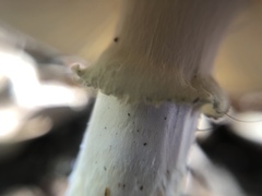 Amanita