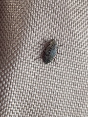 Epitragodes tomentosus