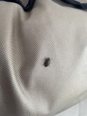 Epitragodes tomentosus