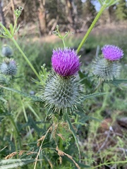 Cirsium vulgare