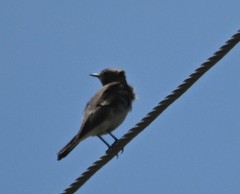 Oenanthe isabellina