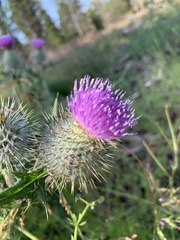 Cirsium vulgare