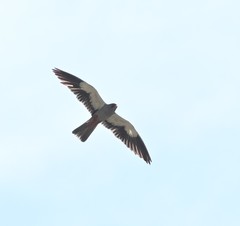 Falco amurensis