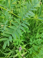 Galega officinalis