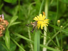 Pyropteron triannuliformis