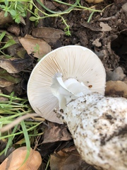 Amanita