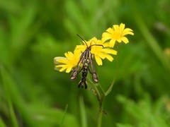 Pyropteron triannuliformis