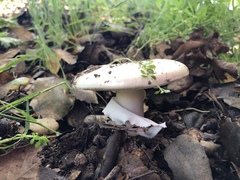Amanita