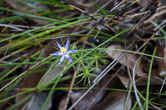 Calectasia