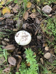 Amanita