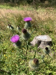 Cirsium vulgare