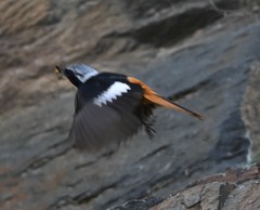 Phoenicurus auroreus