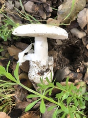 Amanita