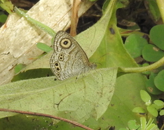 Ypthima stellera