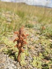 Phelipanche caesia