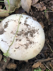 Amanita