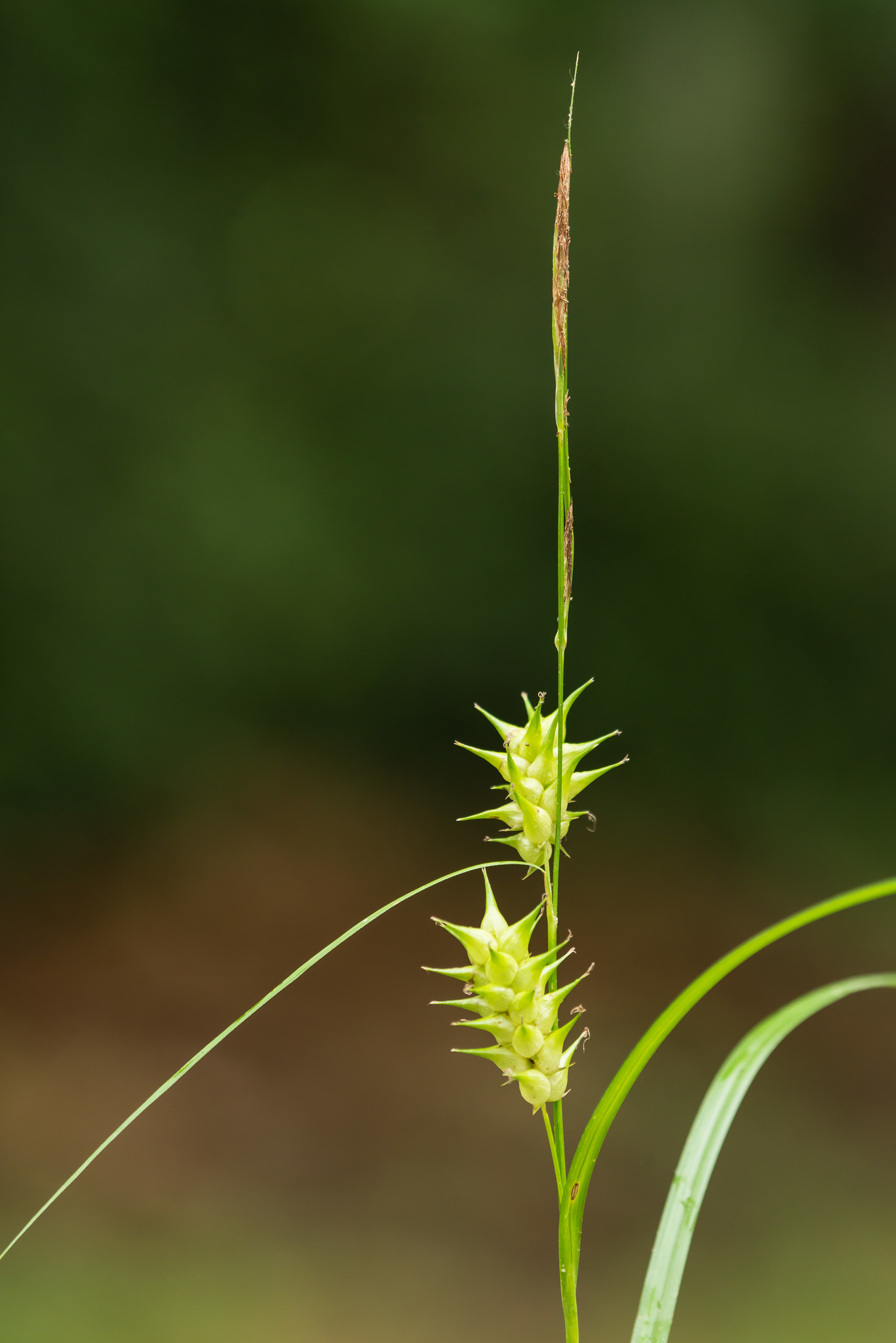 Carex louisianica