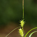 Louisiana Sedge - Photo (c) Keith Bradley, some rights reserved (CC BY-NC), uploaded by Keith Bradley