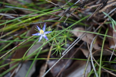 Calectasia