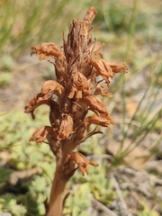 Phelipanche caesia