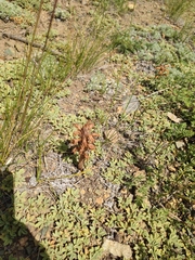 Phelipanche caesia