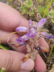Phelipanche caesia