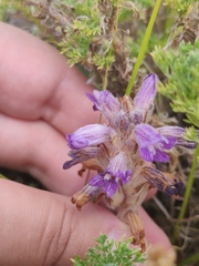 Phelipanche caesia